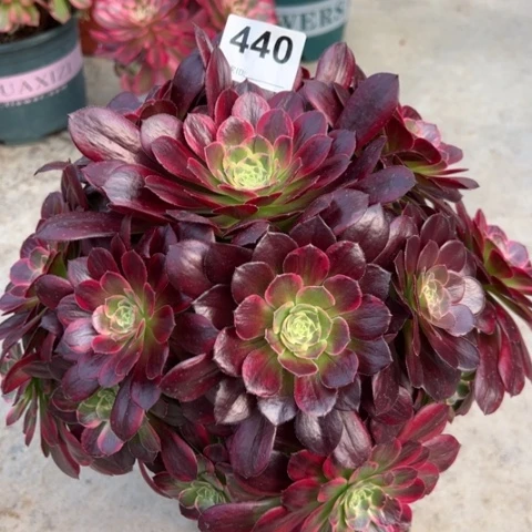 440安娜25厘米左右