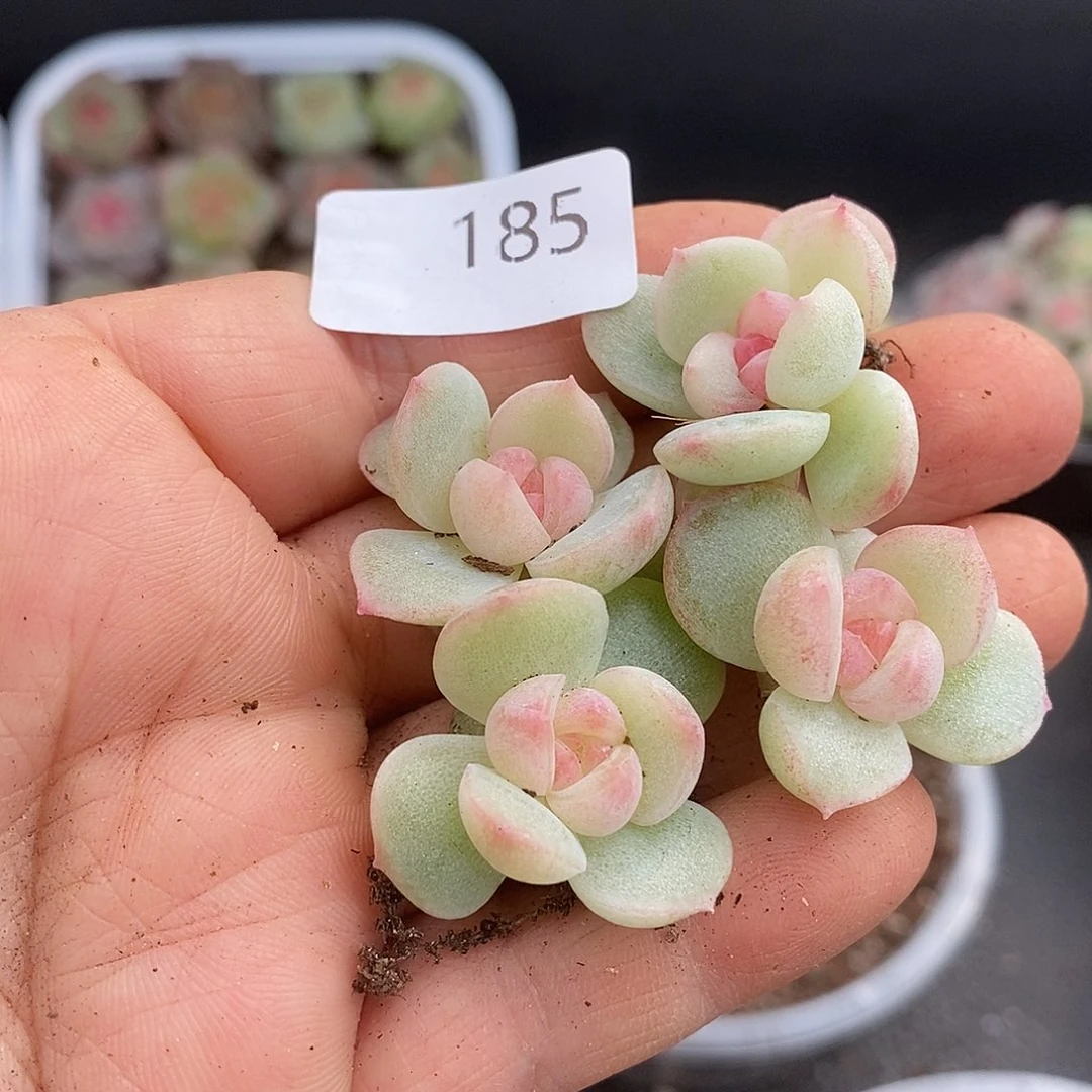 一物一拍一物一拍1024-185