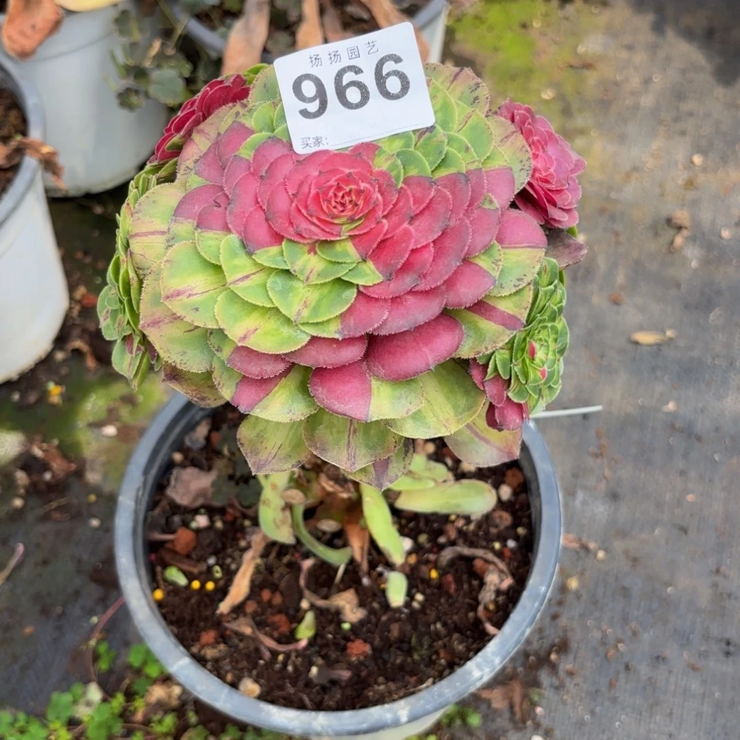 *****无花朵966多肉法师发货