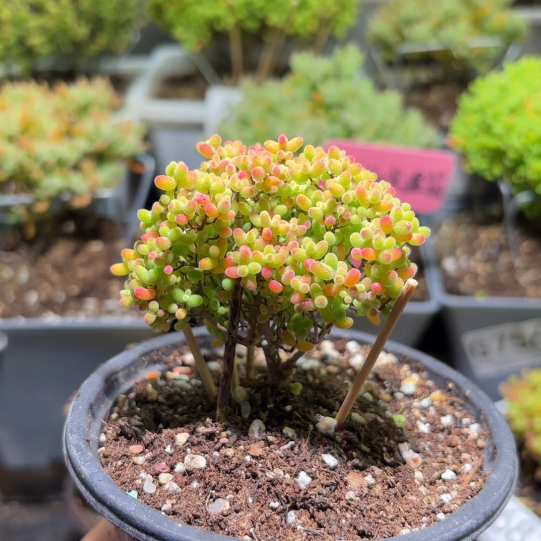 枝干番杏密橘糖球G881