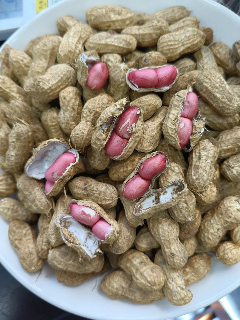 贵州【25年新品上市】新花生现挖粉红皮花生带壳新鲜湿带泥生花生