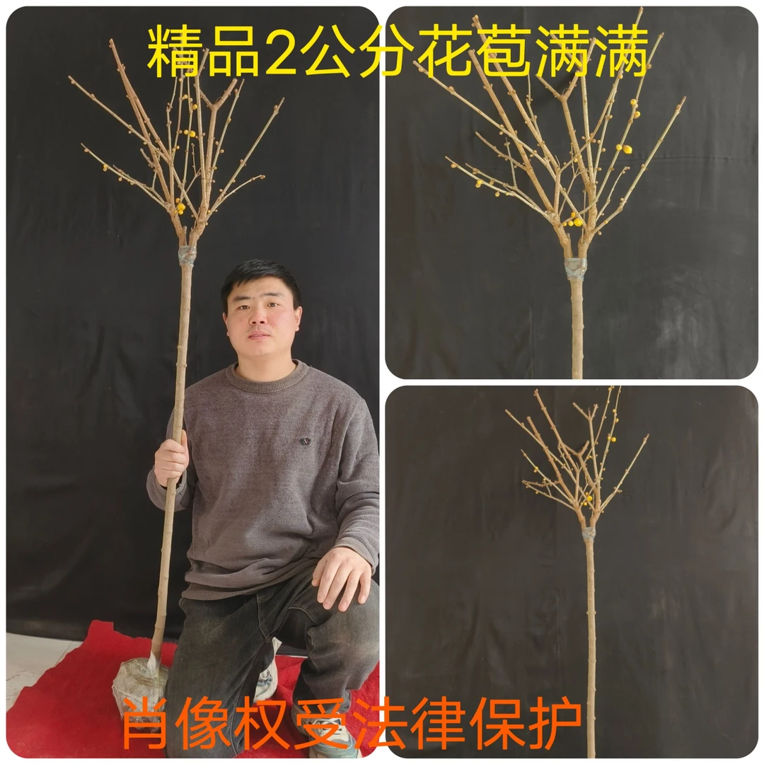 鄢陵腊梅素心梅冬季开花浓香型耐旱耐寒浓香型庭院阳台盆栽植物