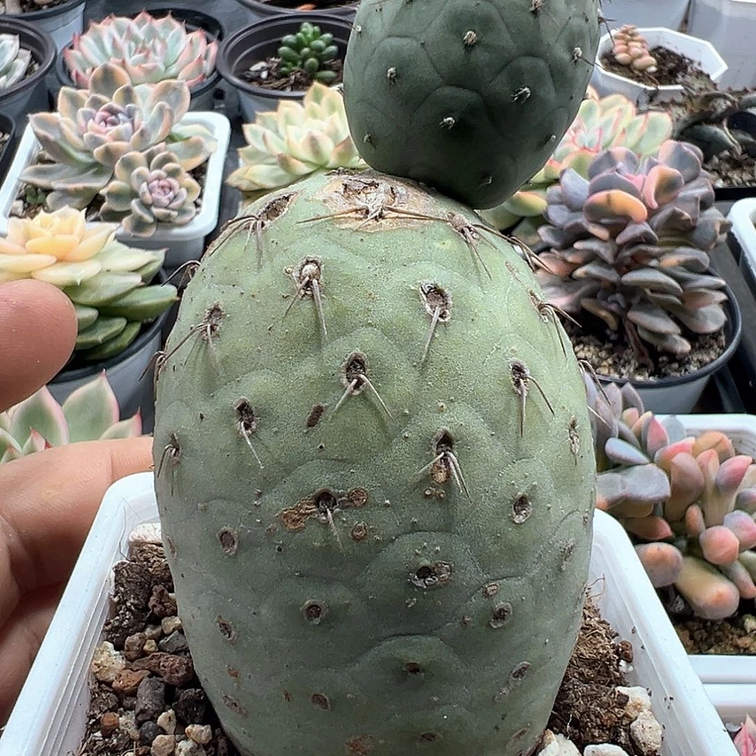 绿皮微刺鹅蛋习志野