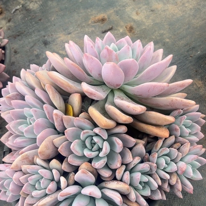 郑***妹云欣多肉植物奥普