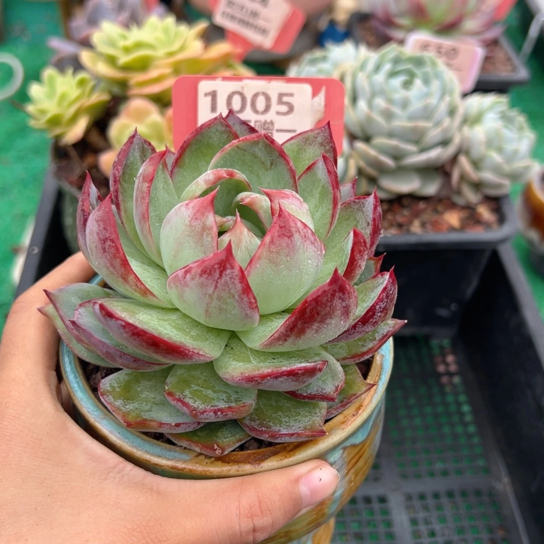 表妹精品多肉植物1005.