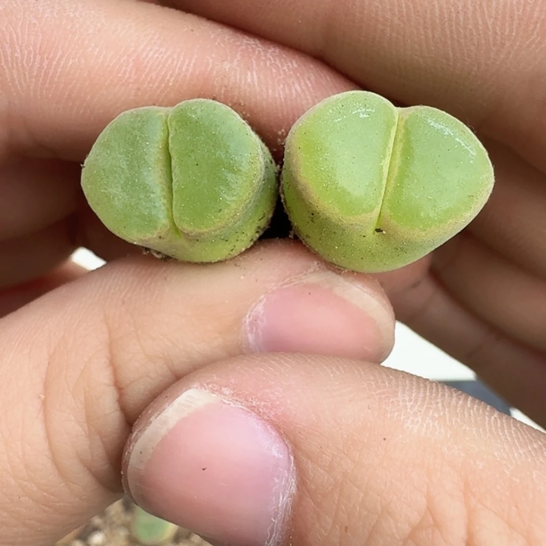 L***—多肉植物多肉植物144