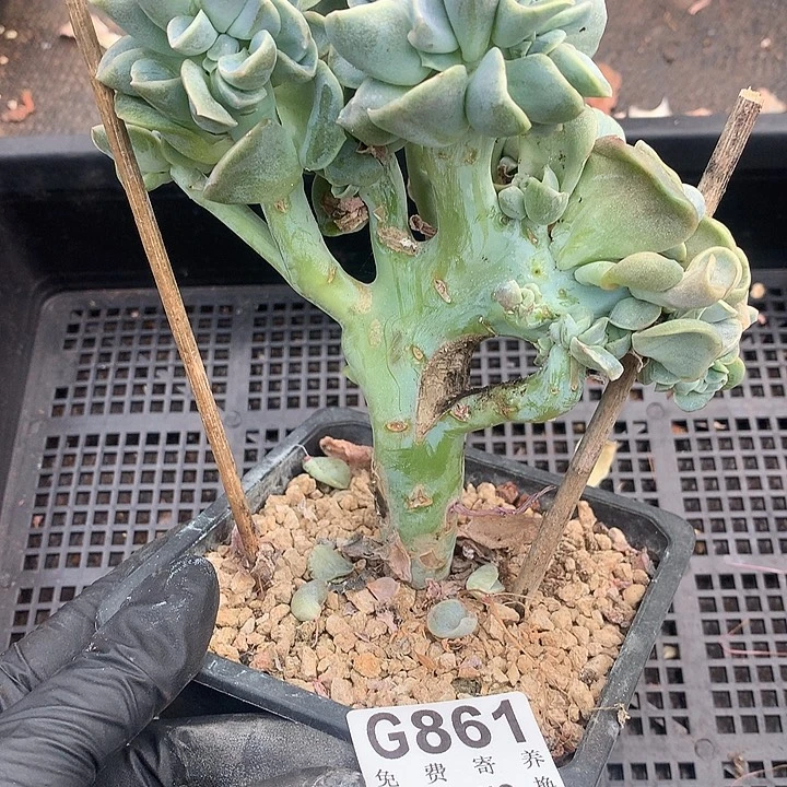 可爱玫瑰缀化 瑕疵