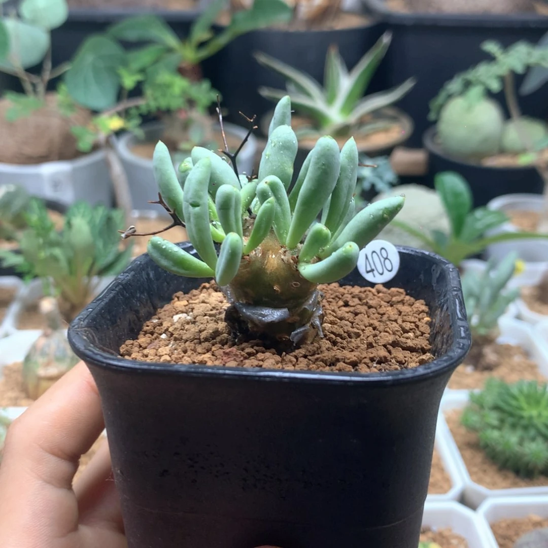 钢丝球万物想带盆