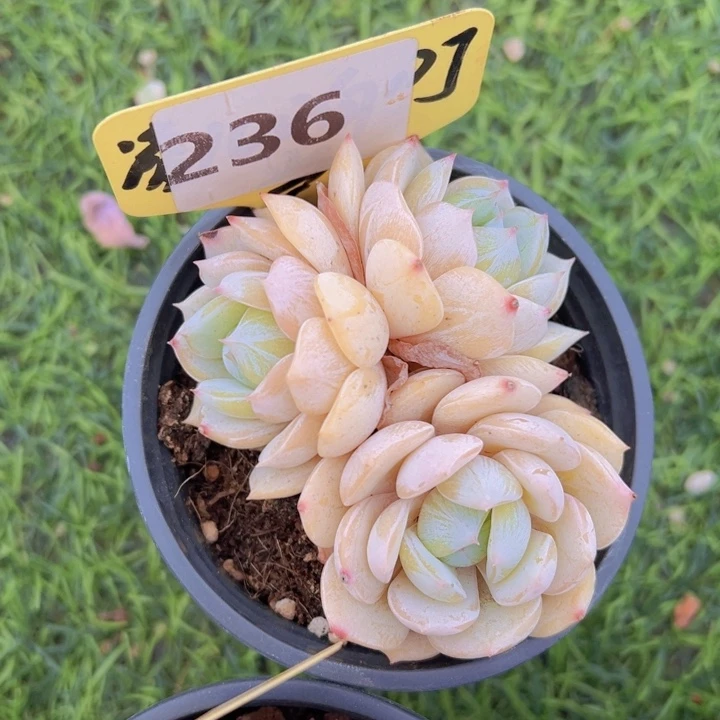 健健康康平平安安