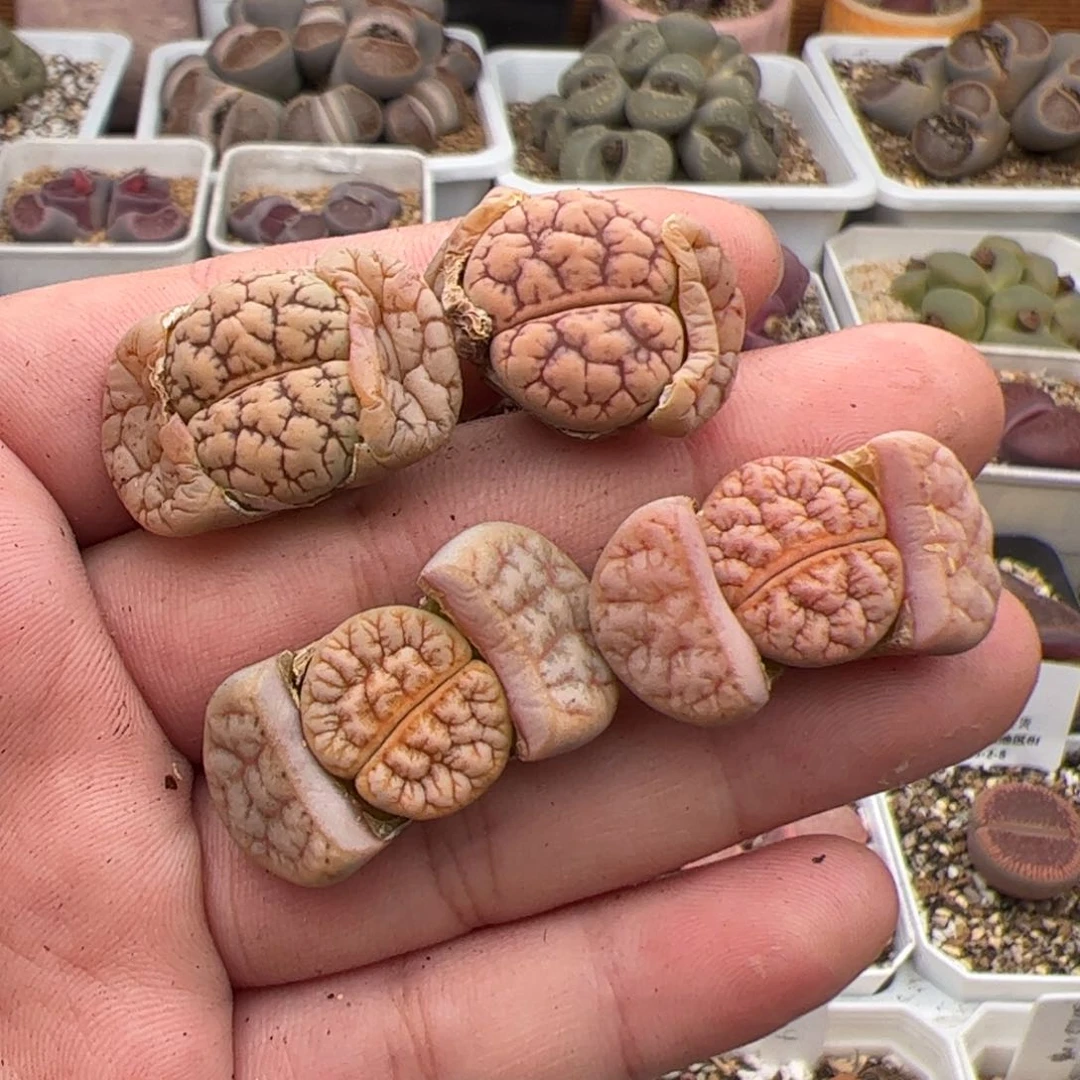 朱*0255号4颗 多肉植物