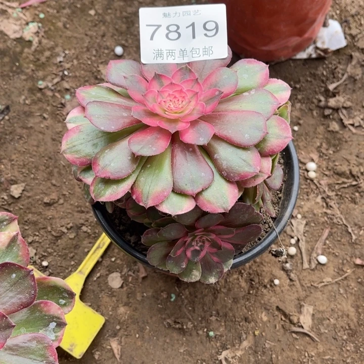 7819荔枝的人多肉的