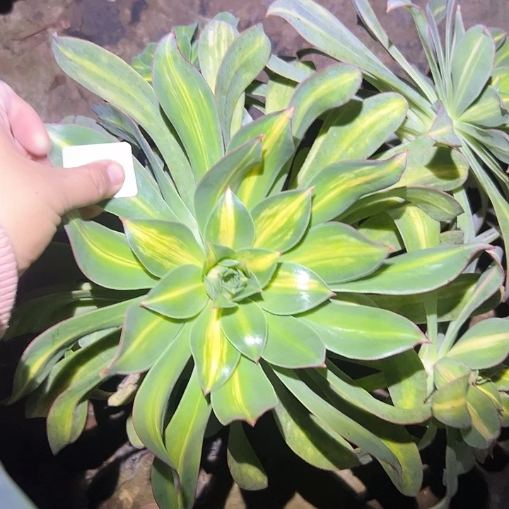 始***终不包侧枝一物一拍64