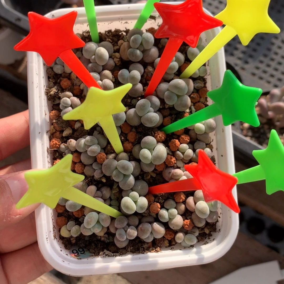 杨***丫水光针苗多肉植物