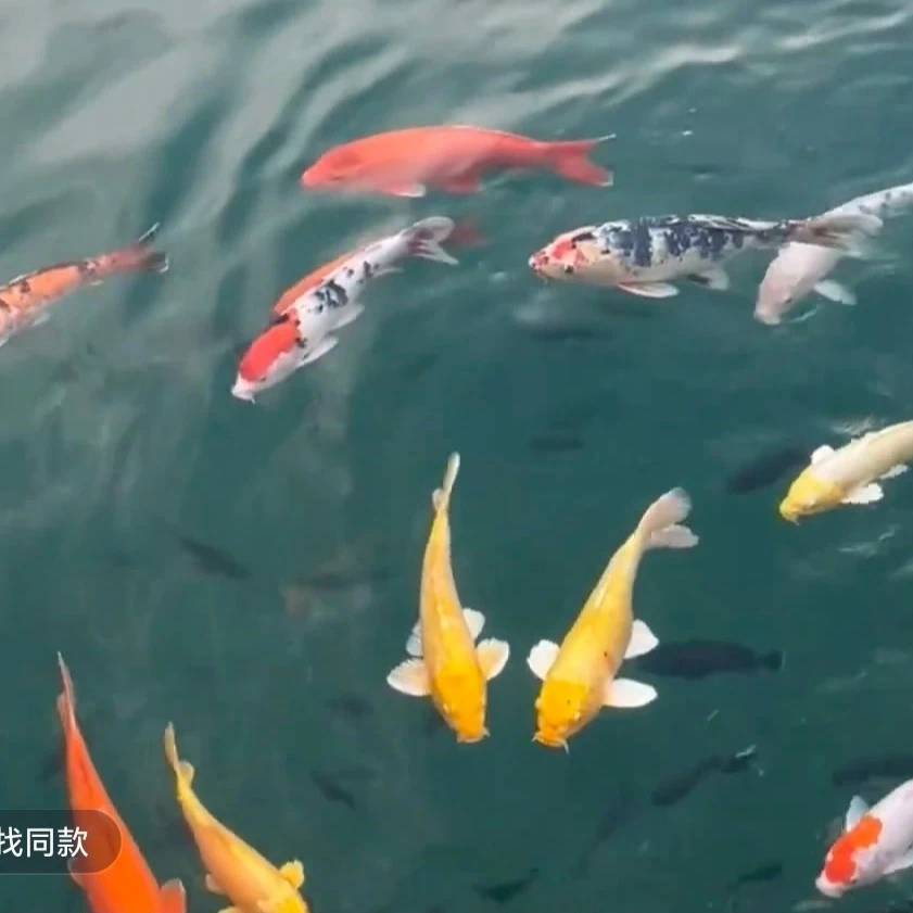 锦鲤观赏鱼红白三色大正龙系辉龙孔雀秋翠昭和绯写冷水鱼好养耐活