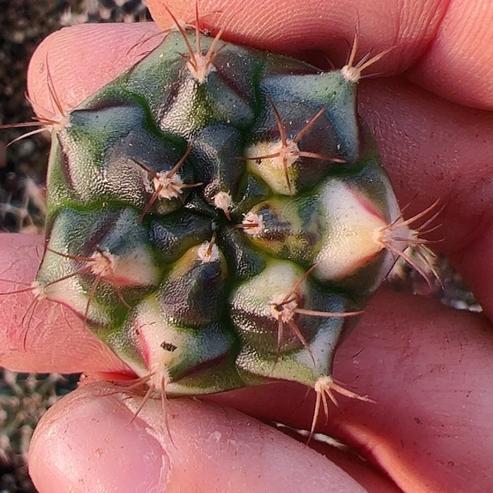 Y***迦当前无花栽培后可以开花