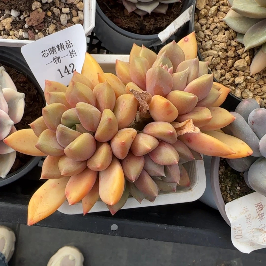 闪购精品多肉142号