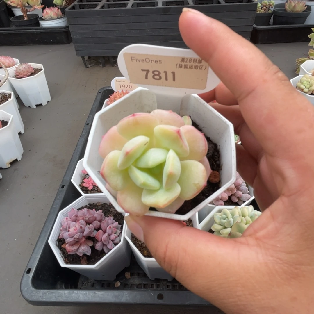 7811香草  4.0厘米