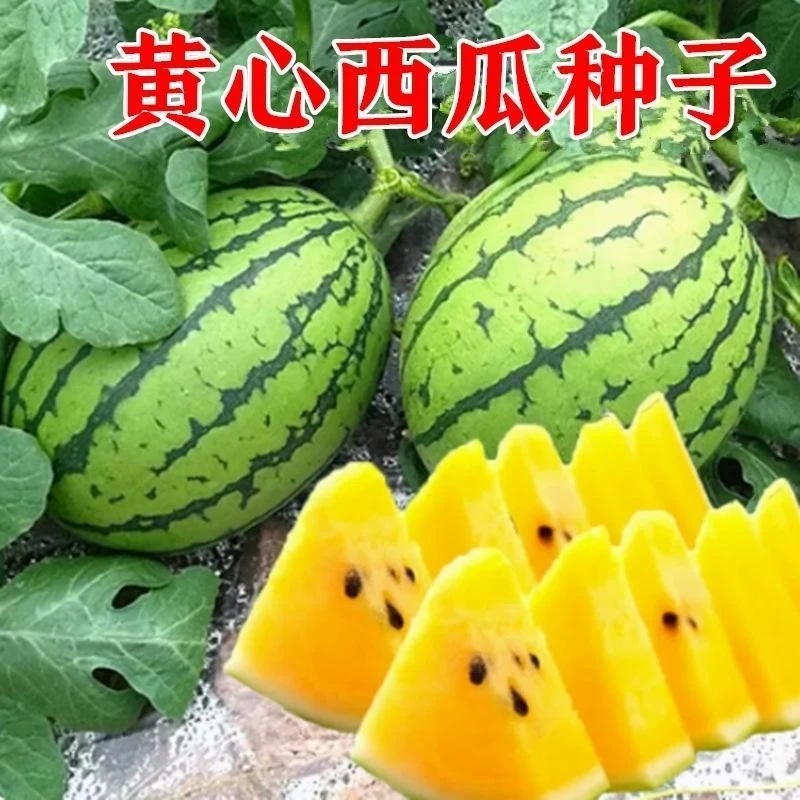 小凤西瓜种子绿皮黄心西瓜种子四季阳台盆栽小西瓜种子