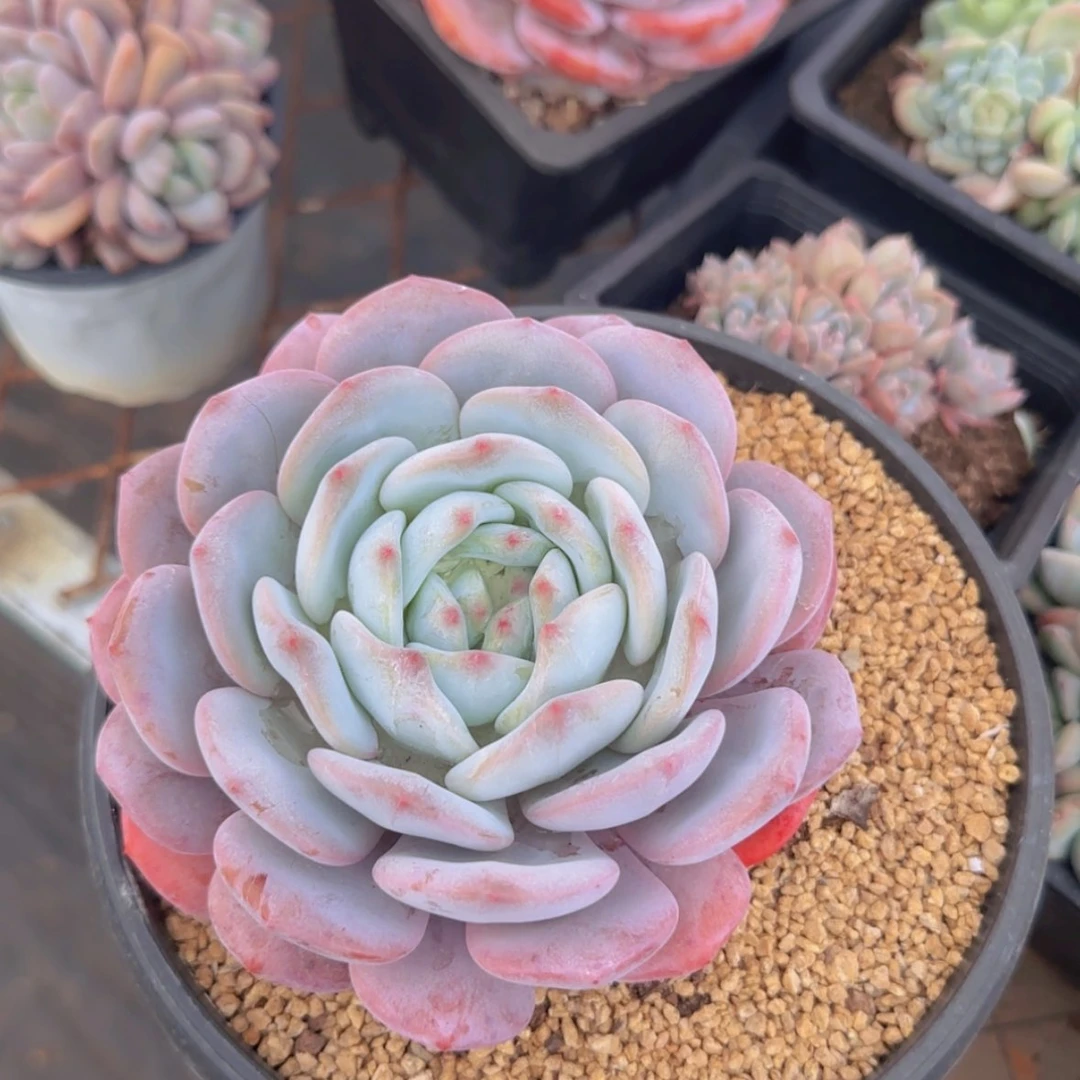 【闪购商品】奶盖19.9