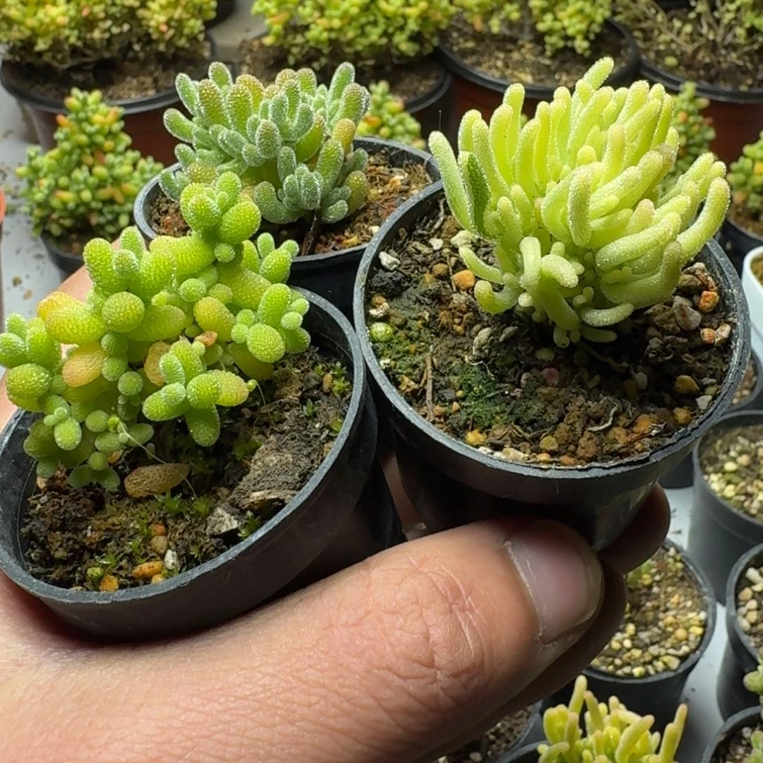 棒****）多肉植物枝干番杏