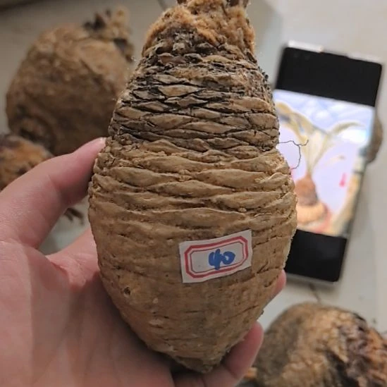 一物一拍，银铁块根
