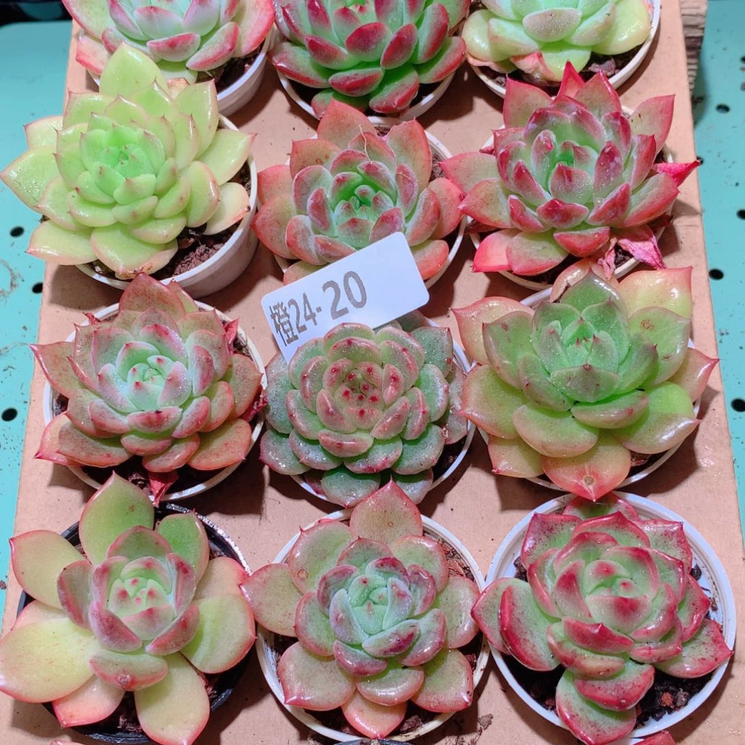 24-20一物一拍多肉带盆18颗