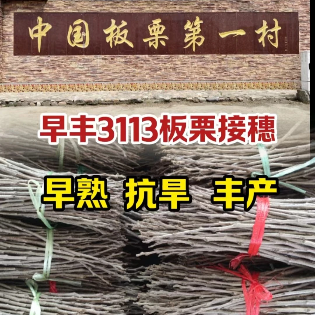 正宗迁西板栗早熟3113树码子2代燕山早丰接穗嫁接枝条抗旱耐贫瘠