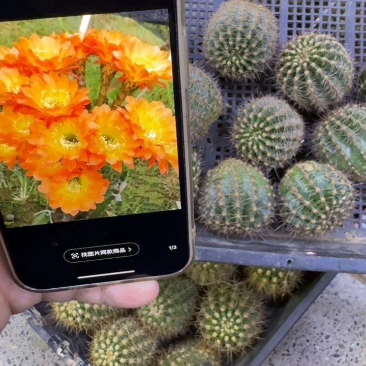 349彩草居维尔歪无根侧牙5公分左右，20包邮