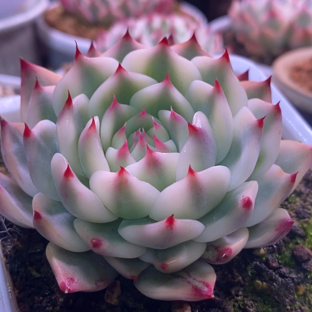 云*月云间月 多肉植物