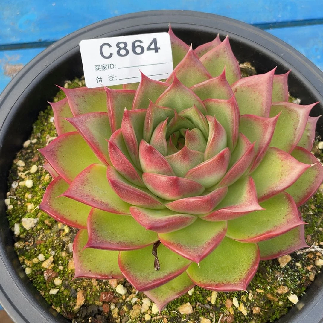 若如东云单拍C864