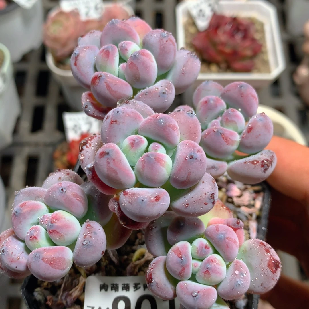 5CM拇指盆精控多肉ZM901