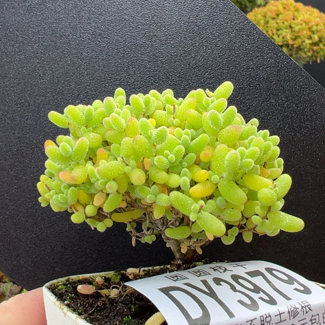 dy3979双叉小可爱蜜橘糖球冠幅5.5cm