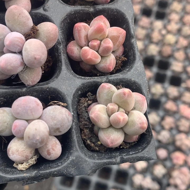 咖啡  拍3发4  拍5发7颗（不满9.99发空盆