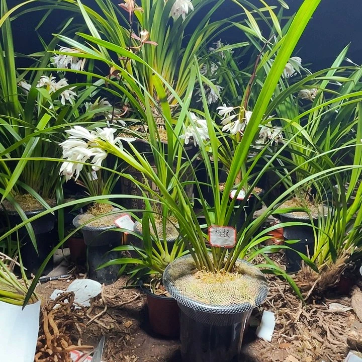 无花朵虎头咯虎头按