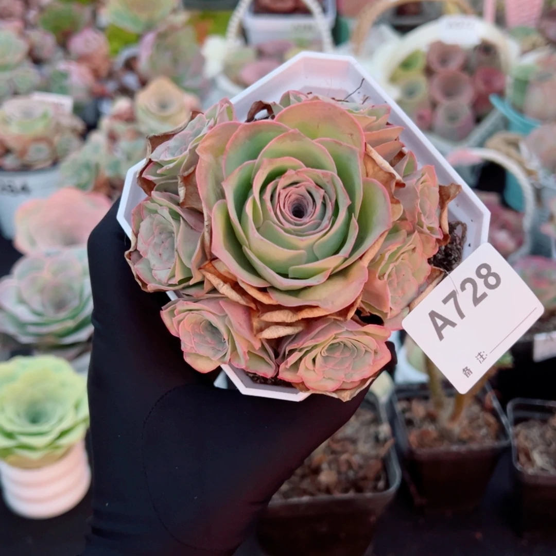 开***心728粉红边线手捧花。   一物一拍