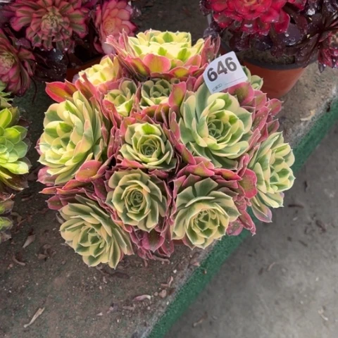 伍*娘646白凤朵朵多肉，