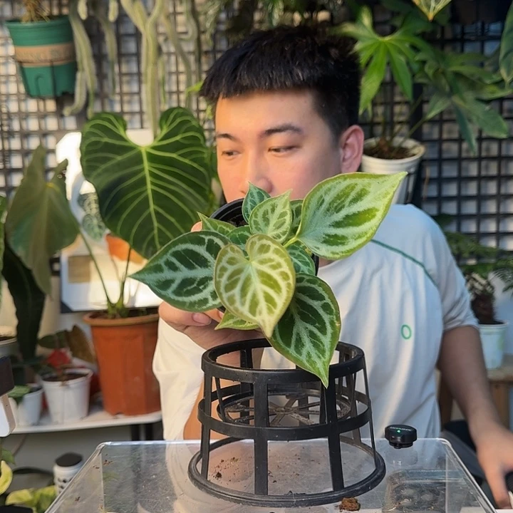 完全开放印尼铜锣烧B130