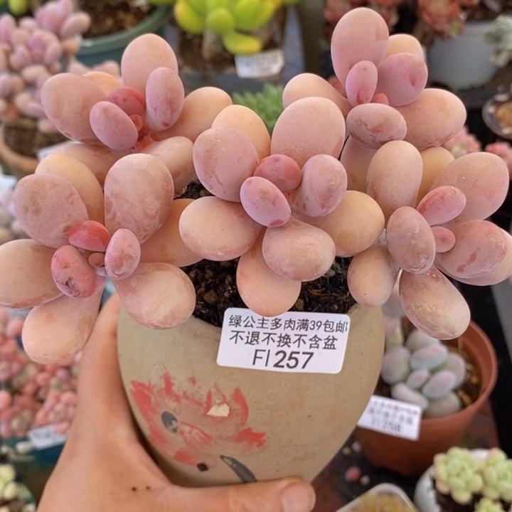 糖果桃蛋老桩257多肉植物