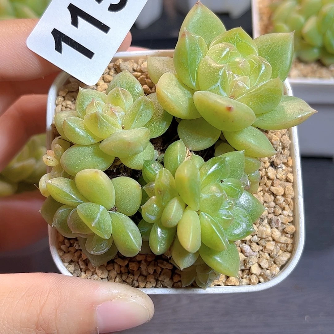 *****115一物一拍 翡翠眼泪