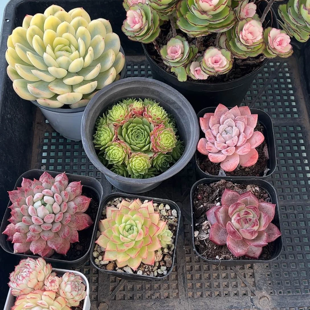 36号框多肉植物多肉