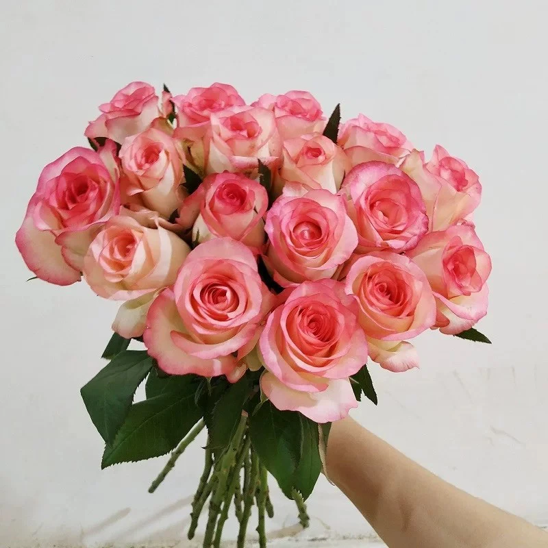 艾莎玫瑰花苗切花月季浓香带花苞四季开花阳台盆栽花卉