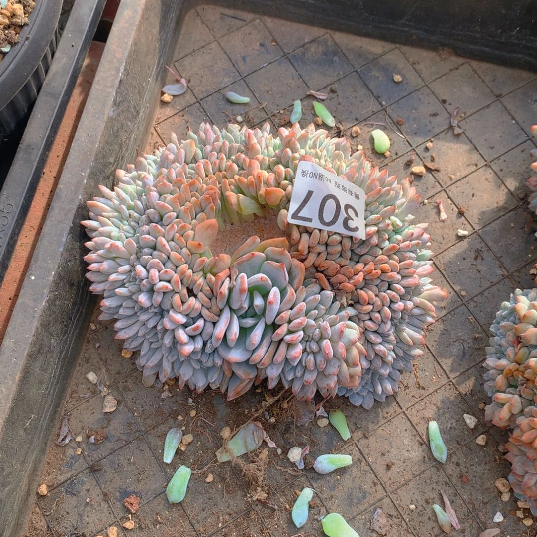 307橙子111111111111