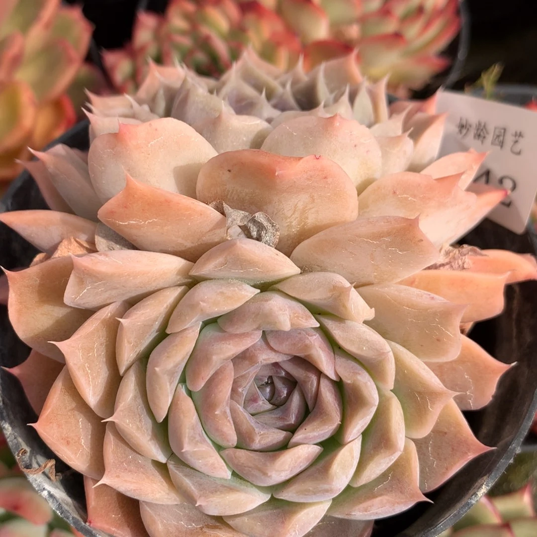 342新年快乐发发发