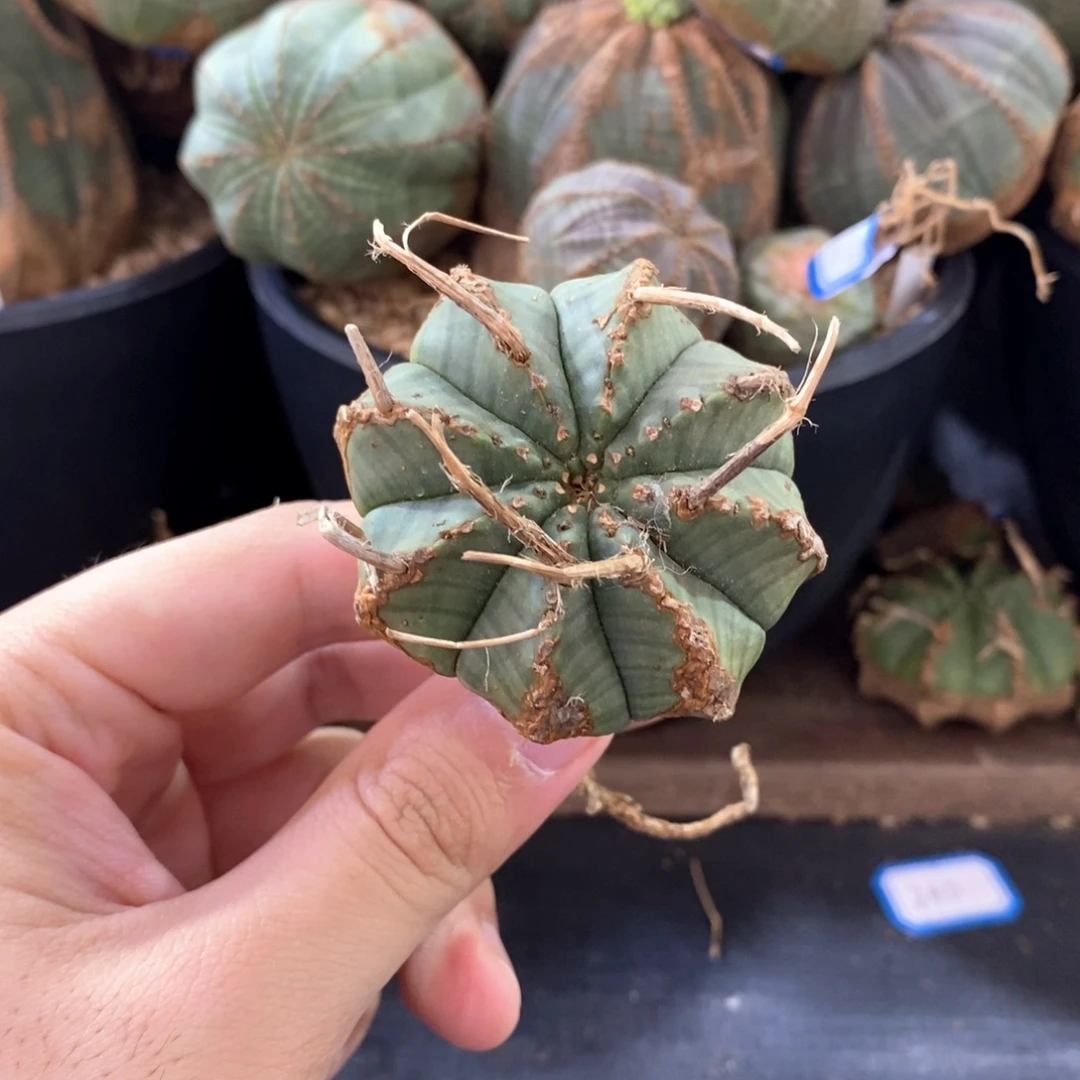 12原产地法立达大戟科多肉植物