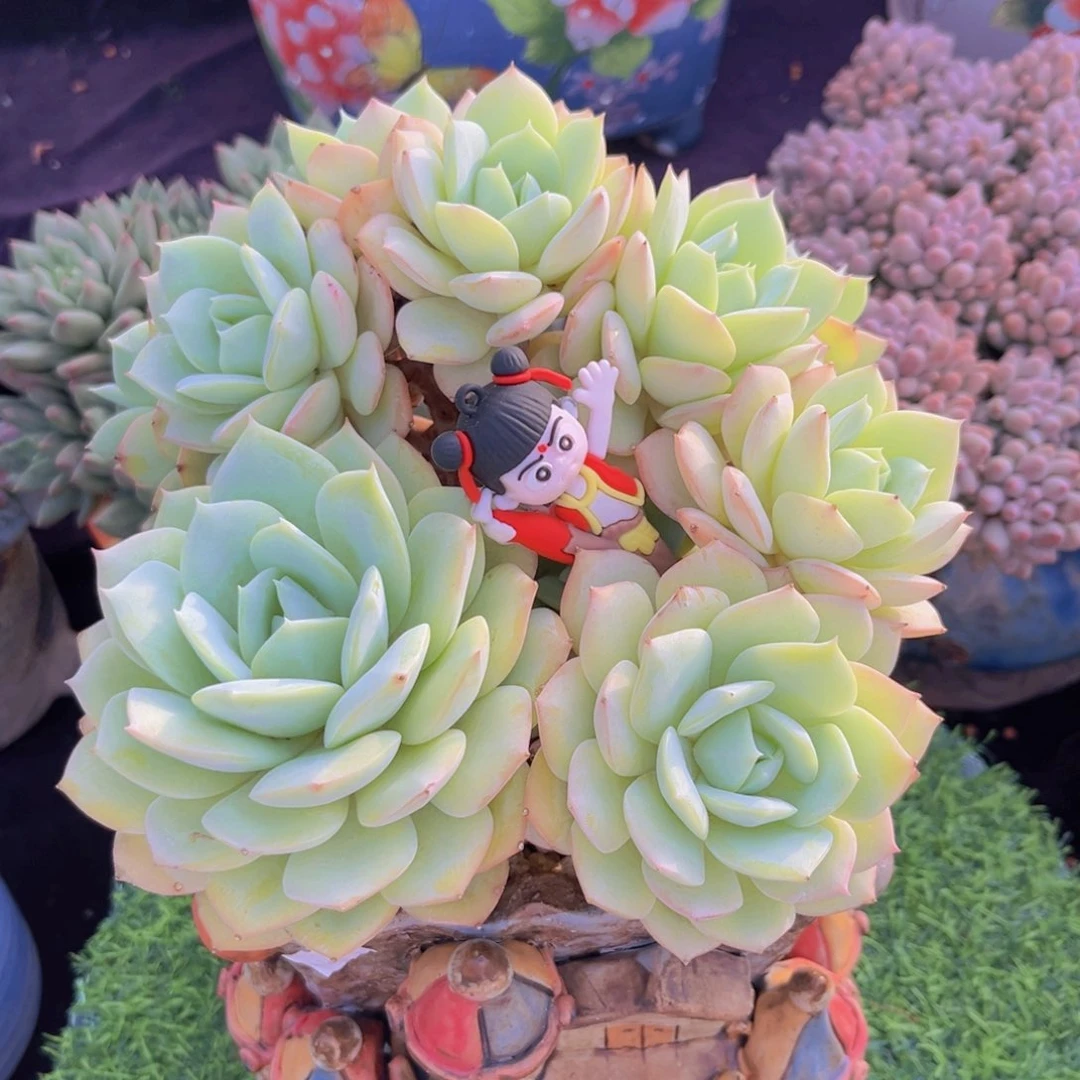 完全开放多肉植物恋曲缀化