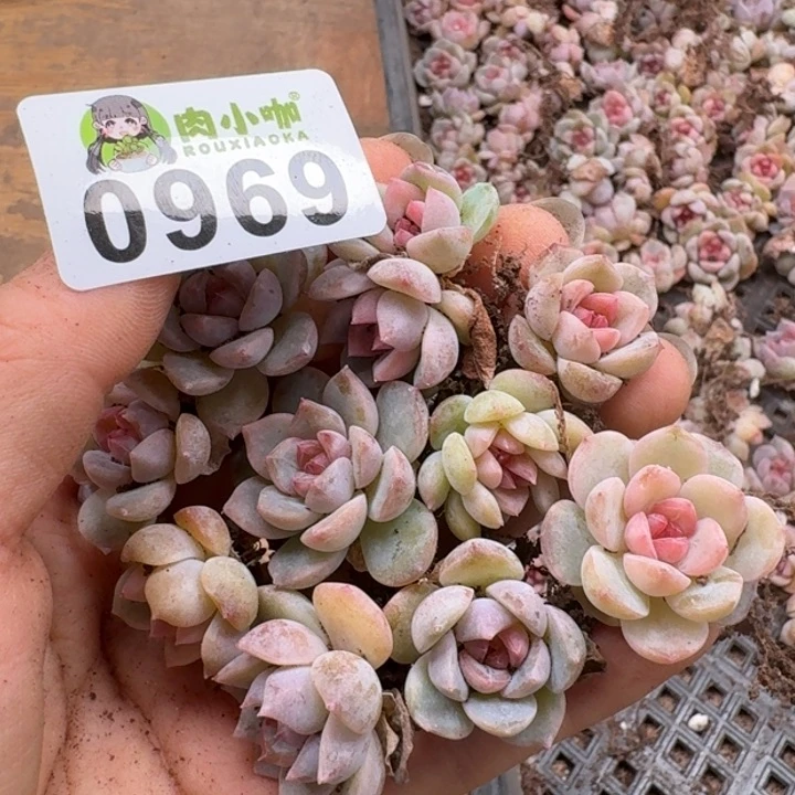 多肉植物多肉植物