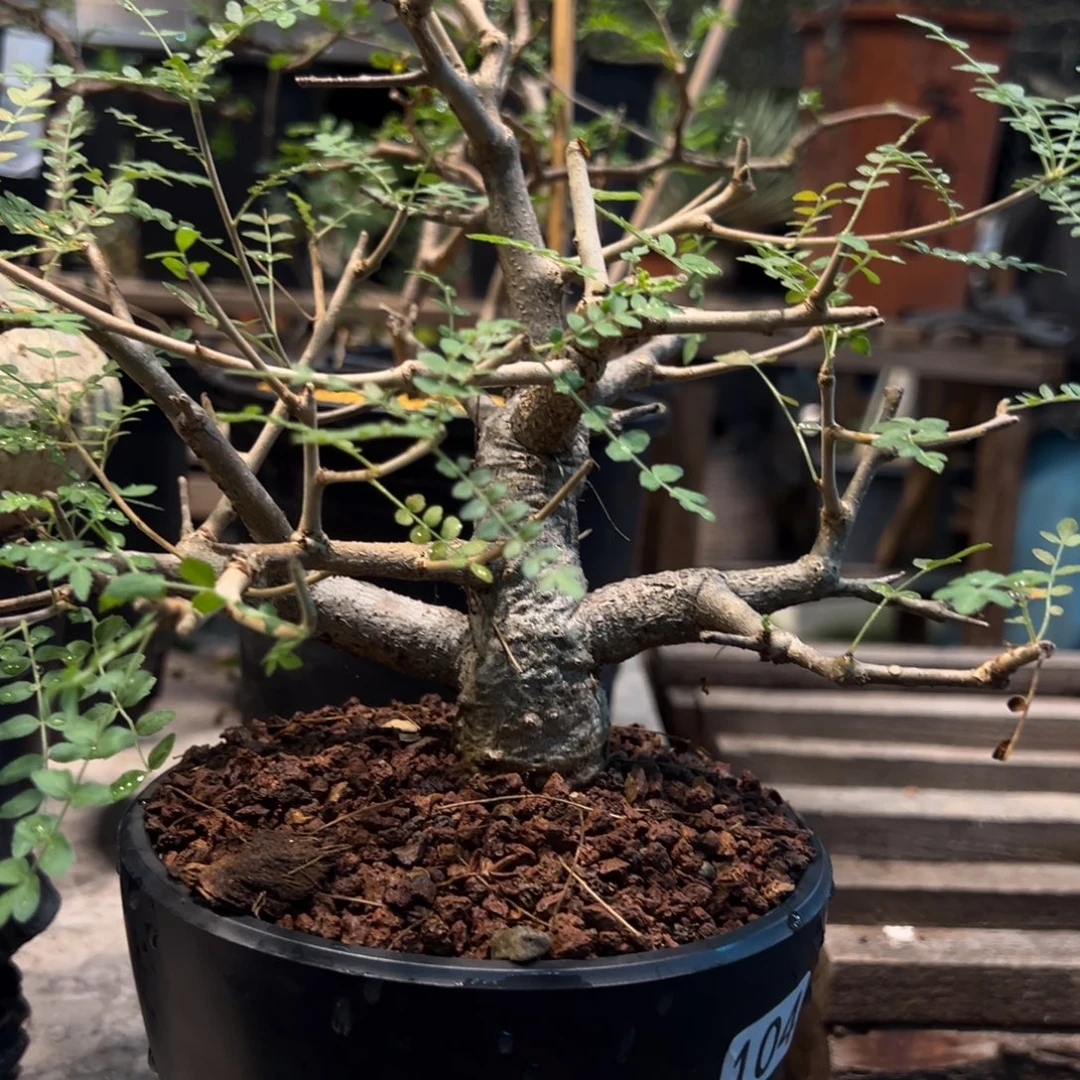 風***+104尼乐达乳香橄榄带盆发货