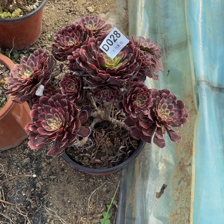 028黑金刚多肉法师不包断枝