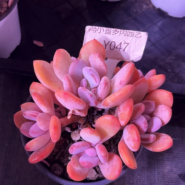 我是第一百个为妖刀应援的阴阳