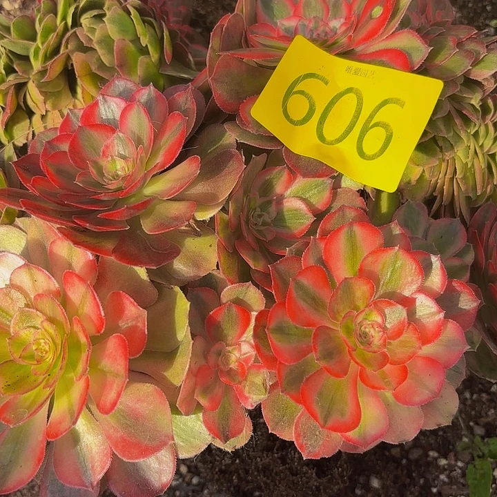 绍***司哈哈多肉葡萄福利606